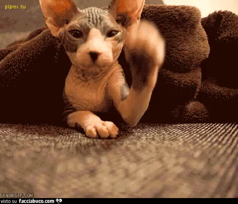 gif animata