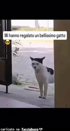 gif animata