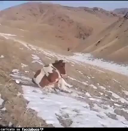 Vaccata libera - pronta per i giuochi invernali Milano-Cortina