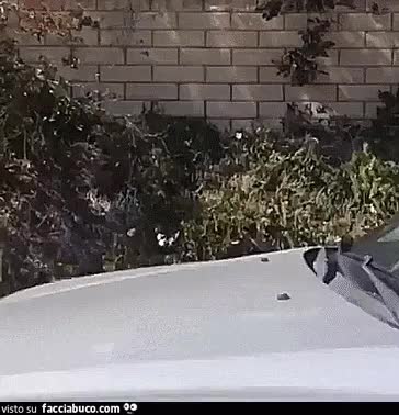 gif animata