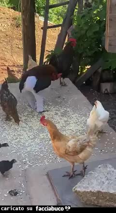 Gif Animata