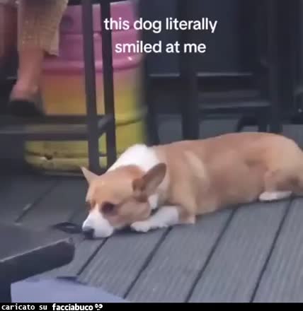 Gif Animata