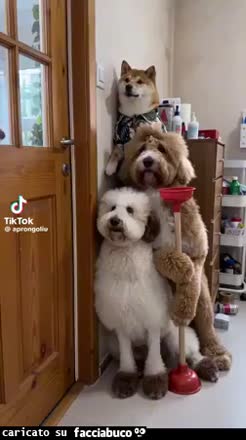 gif animata