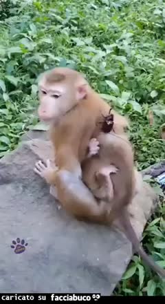 gif animata