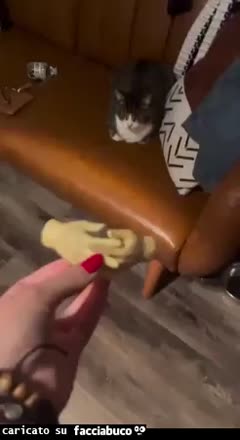gif animata