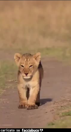 Gif Animata
