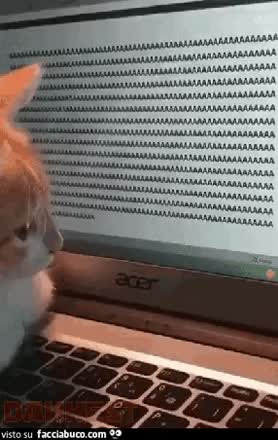 gif animata