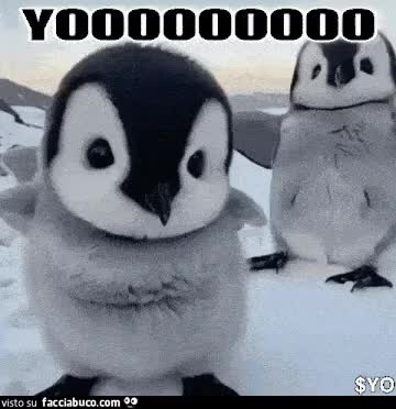 gif animata