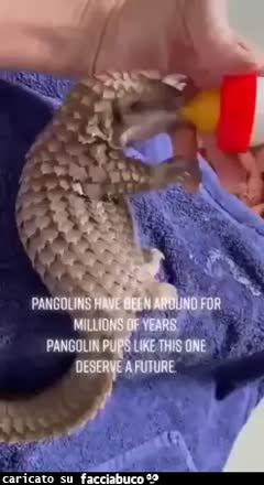 Gif Animata