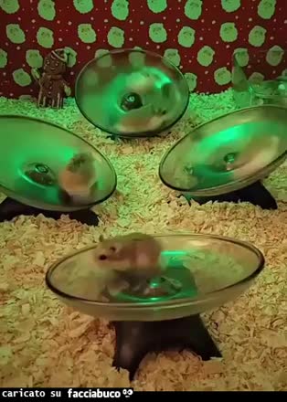 Gif Animata