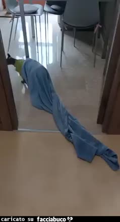 Gif Animata