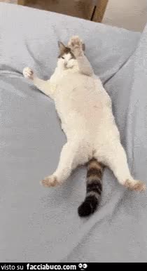 gif animata