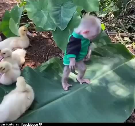 Io sto con gli animali