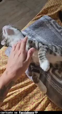 gif animata