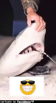 Gif Animata