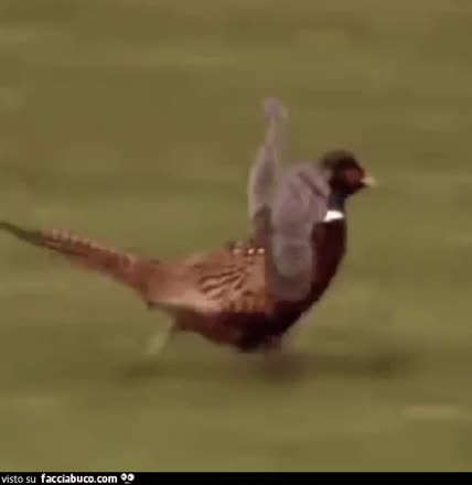 gif animata