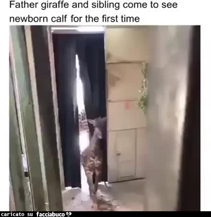 Gif Animata