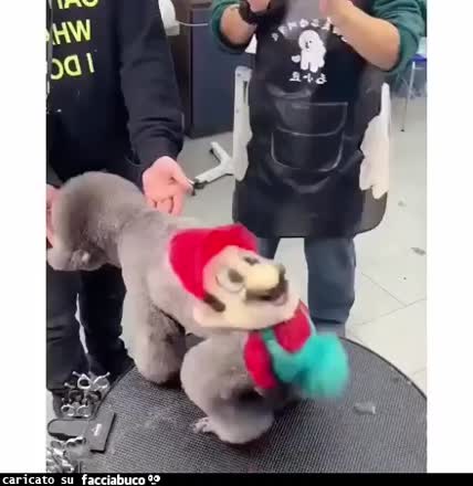 Gif Animata