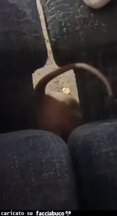 gif animata