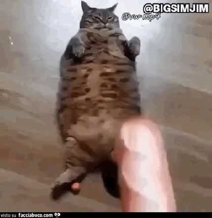 gif animata