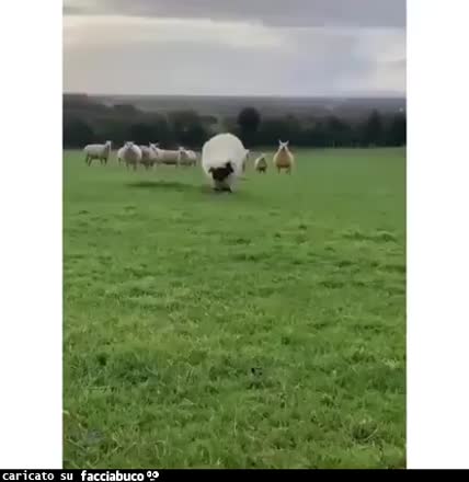 Gif Animata