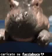 gif animata