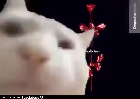 I miei gatti son differenti… Depeche Mode