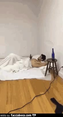 gif animata