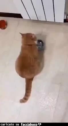 gif animata