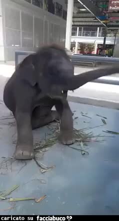 Gif Animata