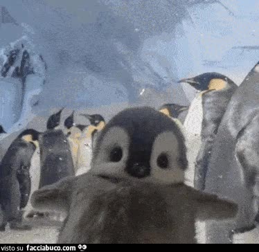 gif animata