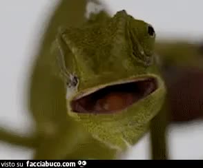 Gif Animata