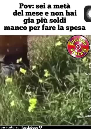 Gif Animata