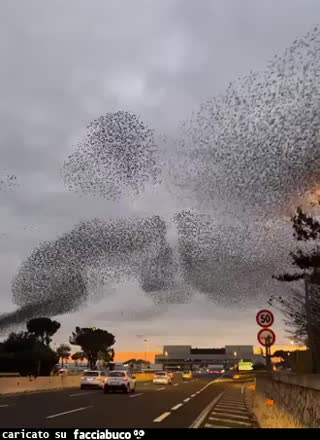 Stanno arrivando… Gli Uccelli… Hitchcock… Nuovi Adepti Facciabuco