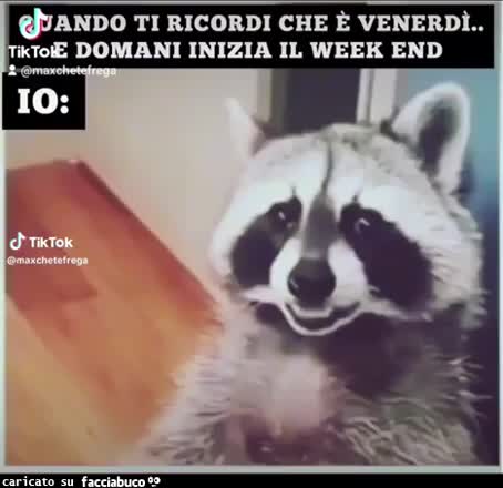 Quando ti ricordi che oggi è venerdì e domani inizia il week end procione