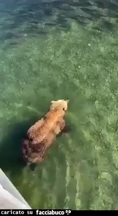 Gif Animata