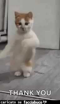 gif animata