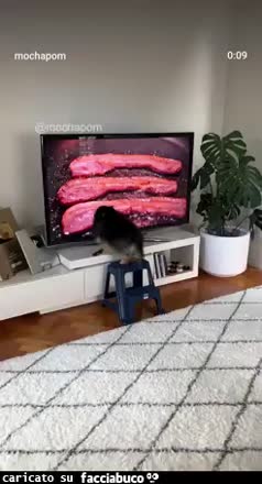 Cane