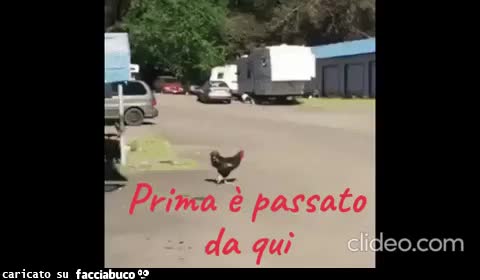 Gif Animata