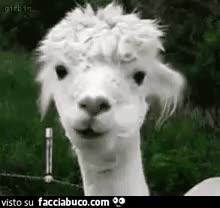 gif animata