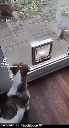 Gif Animata