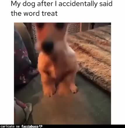 Gif Animata