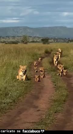 Gif Animata