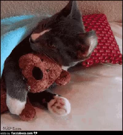 gif animata