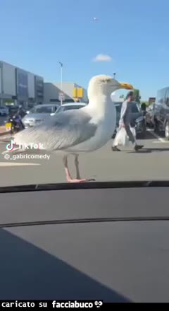Gif Animata