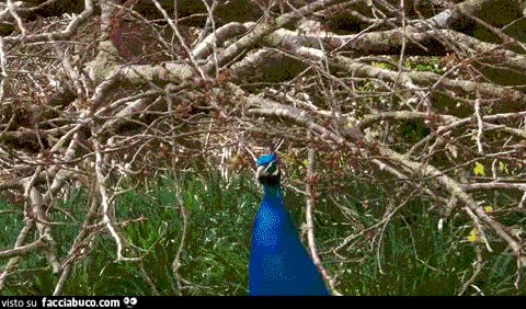 gif animata