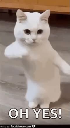 gif animata