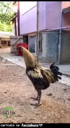 gif animata