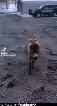Gif Animata