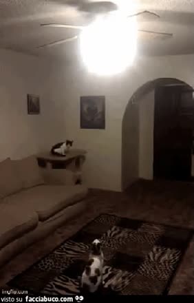 Gif Animata